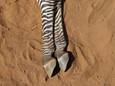 Liefst 2 procent van een van ‘s werelds zeldzaamste zebra’s gestorven door aanhoudende droogte in Kenia 