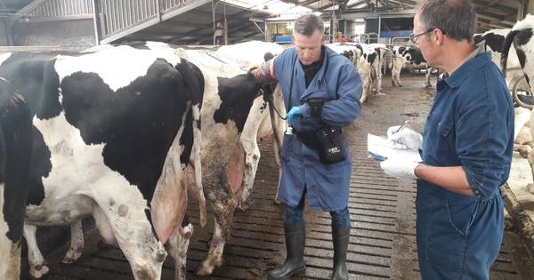Op pad met... de veearts. 'Er is heel veel veranderd in de 19 jaar dat ik dit doe' - BD.nl