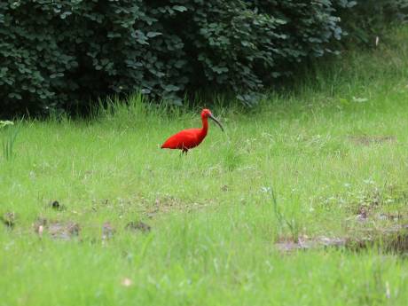 Bijzondere vogel gespot in Eindhoven, Rode Ibis trekt de aandacht