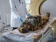 Poolse wetenschappers ontdekken eerste zwangere mummie