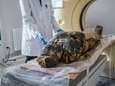 Poolse wetenschappers ontdekken eerste zwangere mummie