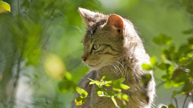 Oudste wilde kat van Nederland komt om op ‘dodenweg’ in Zuid-Limburg