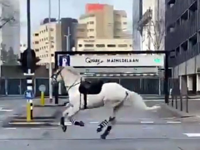 Politiepaard op hol in Eindhoven tijdens de rellen.