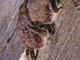 Natuurpunt telt recordaantal vleermuizen in Fort van Walem: 93 stuks