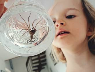 7 op de 10 mensen zijn bang voor spinnen, 1 op de 10 heeft een echte fobie: “Sla ze niet dood in huis, je trekt daar alleen nog meer spinnen mee aan”
