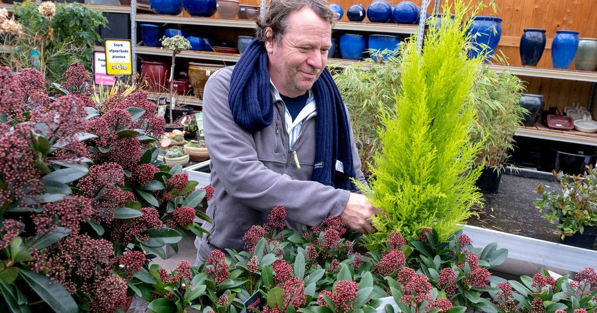 Hans Leutscher Werkt Bij Life And Garden In Renesse In Het Voorjaar Is Het Wel Heel Hectisch Schouwen Duiveland Pzc Nl