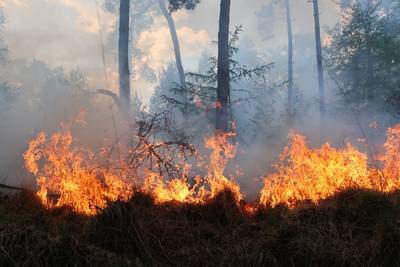 Bosbrand in Gilze: vuurhaard lastig bereikbaar door dichte begroeiing