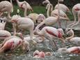 Maar liefst 172 flamingo's overleden door de aanval. Foto ter illustratie.
