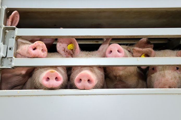 Varkens op weg naar het slachthuis.