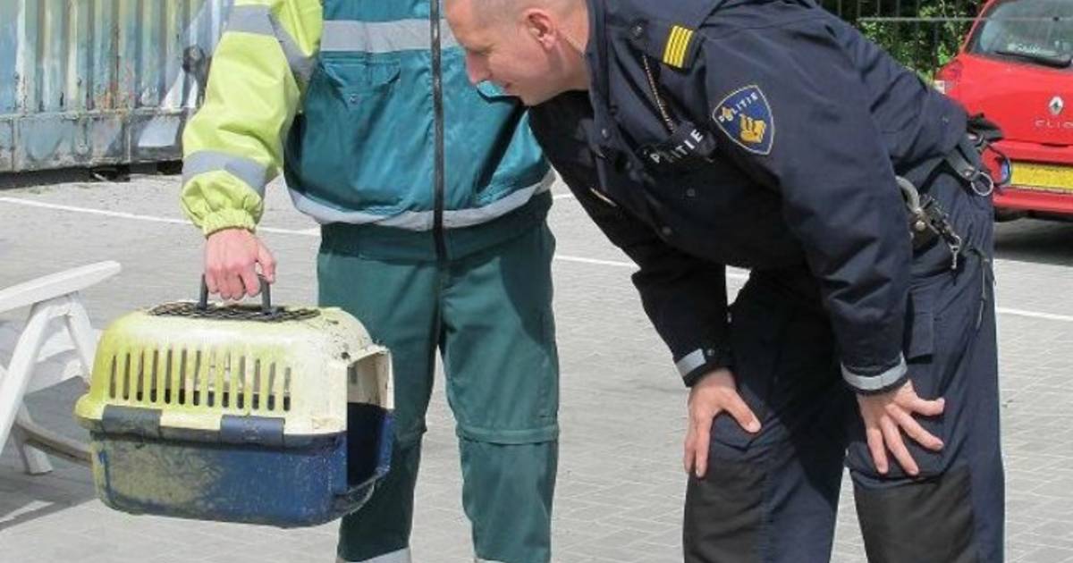 Dode kat in reismand in het water | Achterhoek | gelderlander.nl