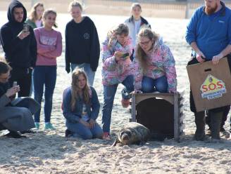 "Rustende zeehonden op het strand: wen er maar aan"