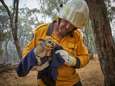 WWF België zamelt al 350.000 euro in voor slachtoffers van Australische bosbranden (maar let op voor de charlatans)
