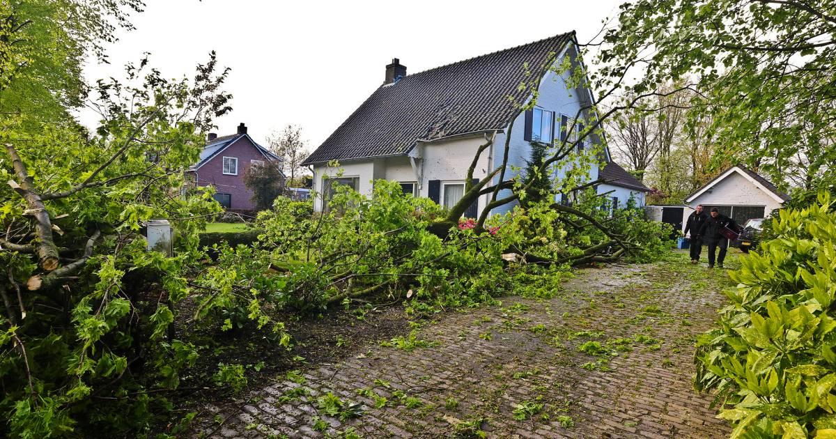 Boom waait om en valt op dak van huis in Knegsel