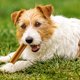 Dít is waarom kauwen erg belangrijk is voor je hond
