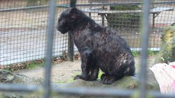 Weyts sluit Olmense Zoo: "Wie niet horen wil, moet voelen" "Een pure schande", vindt de directeur van het dierenpark