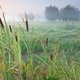 Natte landbouw, met lisdodde, helpt tegen klimaatverandering
