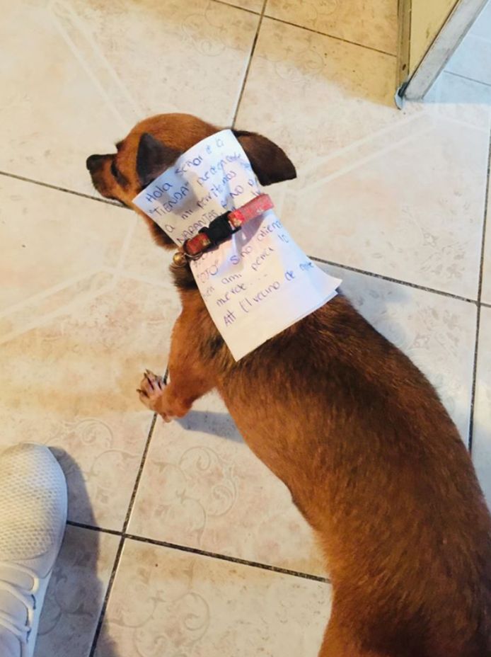 Het hondje in de winkel.