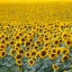 Zonder zonnebloemolie uit Oekraïne komen heel veel Nederlandse bedrijven in de problemen