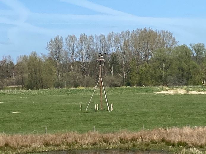 Als je goed kijkt zie je de twee ooievaars in hun nest.