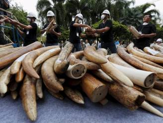 Handel in ivoor volledig verboden in China