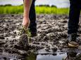 Suikerbieten uit het oogstjaar 2023 op een ondergelopen akker van boer Sander Tacken in Venray. Vanwege de langdurige regenval komen veel boeren in de problemen doordat akkers ontoegankelijk zijn en gewassen verdrinken.