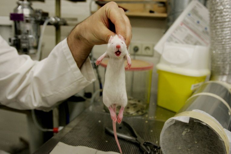 Een medewerker van het Centraal Dierenlaboratorium (CDL) in Nijmegen brengt chips aan bij ratten. Dierproeven zijn een beladen onderwerp. Beeld BELGAIMAGE