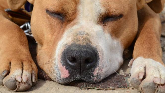 Politie neemt puppy van twee weken in beslag: “Baasjes konden er niet voor zorgen”