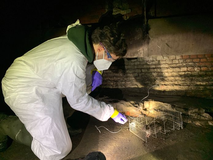 Wannes Leirs, bioloog aan de UAntwerpen, vangt bruine ratten in de Antwerpse Ruien om ze nadien in het labo te laten testen op SARS-CoV-2.