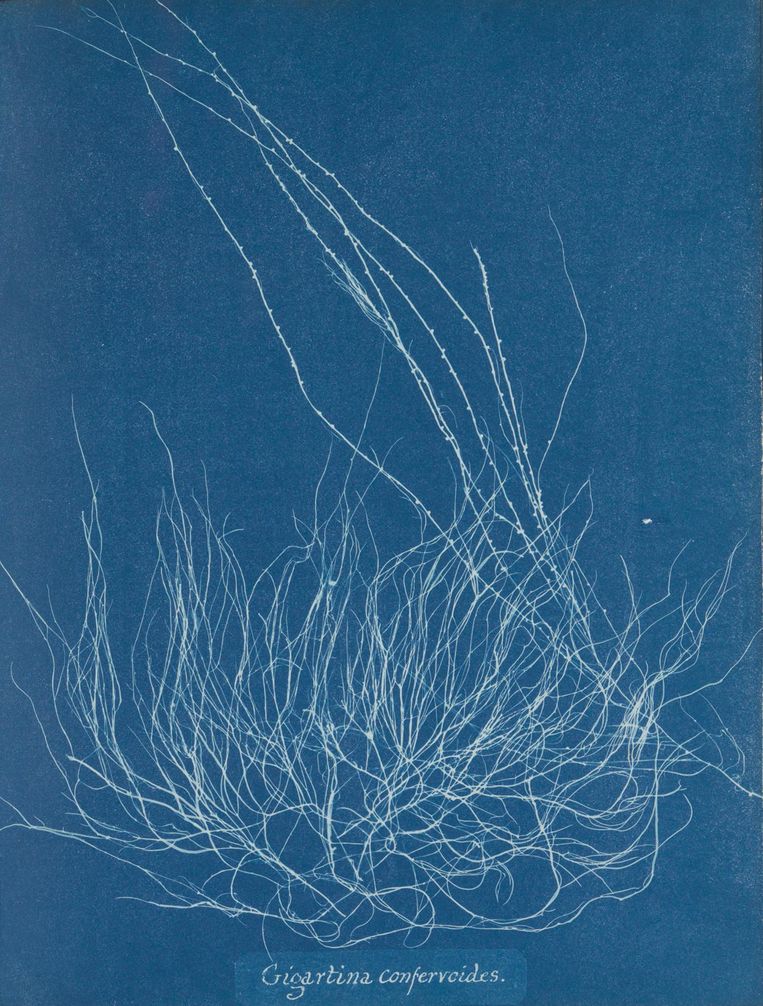 Anna Atkins, Algen, 1843-1853. Behoort tot Photographs of British Algae: Cyanotype Impressions. Beeld  