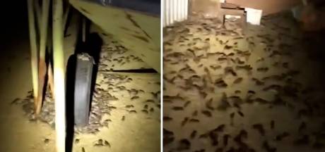 Heftige muizenplaag teistert boeren in Australische deelstaat