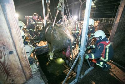 Koe bevalt in gierput met hulp van brandweer