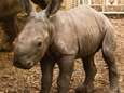 Neushoornjong Burgers' Zoo zet eerste stappen buiten: Ren Wiesje ren