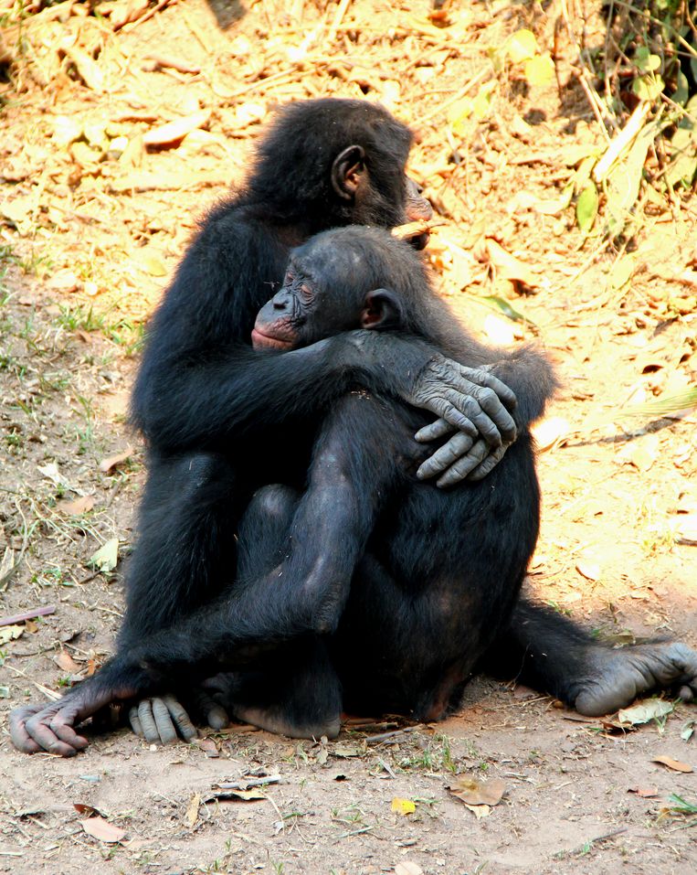 Chimpansees in een troostende omhelzing. Beeld RV Frans De Waal
