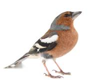 Tijd voor de Tuinvogeltelling! Dit zijn de meest voorkomende vogels in jouw tuin