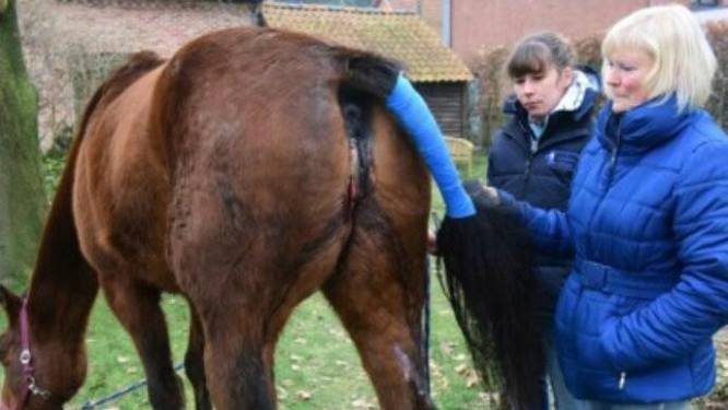 Beruchte paardenbeul slaat weer toe: merrie verminkt in Massenhoven