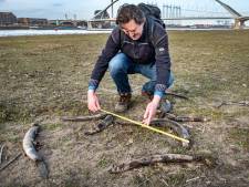 Honderden geknakte palingen liggen dood in de uiterwaarden bij Nijmegen, vermorzeld door de waterkrachtcentrales