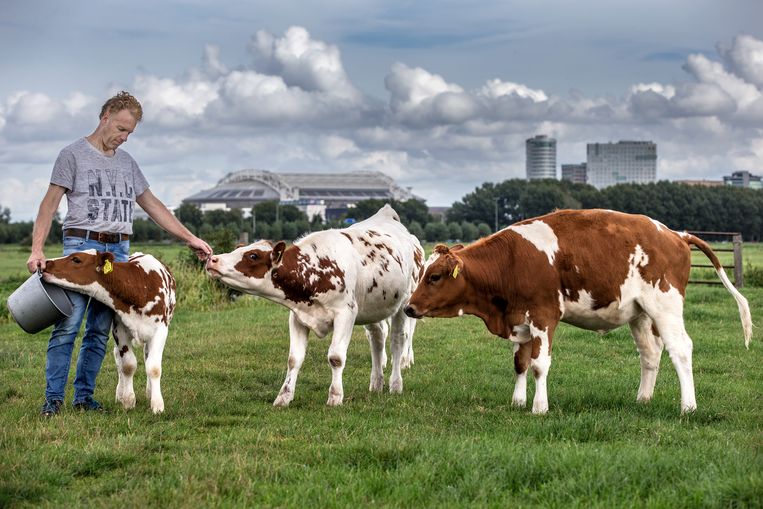 Boer Gerard Stam uit Ouderkerk aan de Amstel met zijn koeien. Zijn boerderij ligt zo ongeveer naast de Johan Cruijff Arena en het AMC. Het wringt soms tussen boeren en stedelingen. Beeld Jean-Pierre Jans