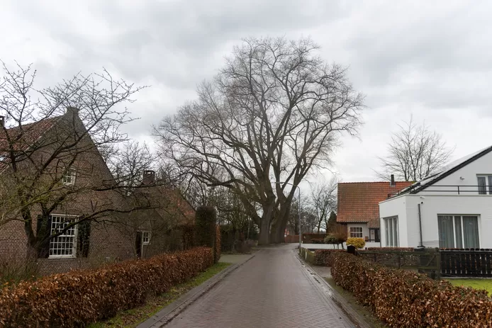 De vijf bomen die de gemeente Oirschot wilde kappen aan de Leeuwerikstraat, blijven toch staan. © Jean Pierre Reijnen/DCI Media