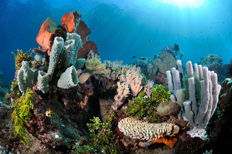 Uitbundig leven op het koraalrif van Straat Lembeh. Beeld Buiten-beeld