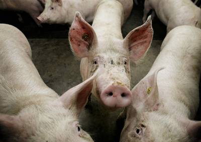 Boeren Niels en Sander werden voor 2,5 miljoen uitgekocht, maar willen even verderop juist méér vark
