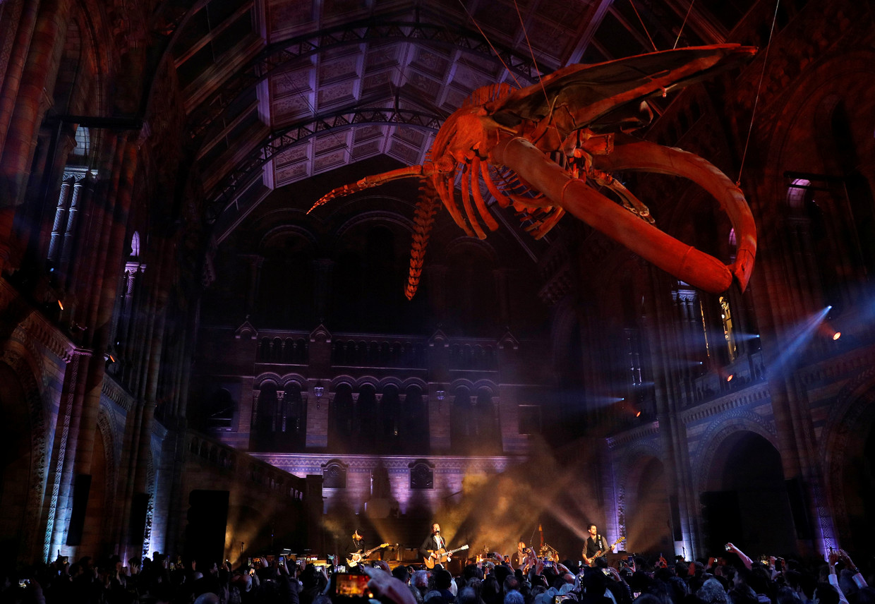 Coldplay in het Natural History Museum in Londen, onder het skelet van een blauwe vinvis.  Beeld Reuters