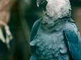 Wereldprimeur: Paira Daiza leert papegaaien overleven in het wild