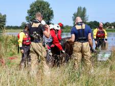 ‘Zwemmende’ koe uit Limburg die bij Escharen uit de Maas werd geplukt, is weer thuis en maakt het goed