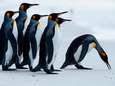 Enorme hoeveelheid lachgas in uitwerpselen van pinguïns doet onderzoekers duizelen 