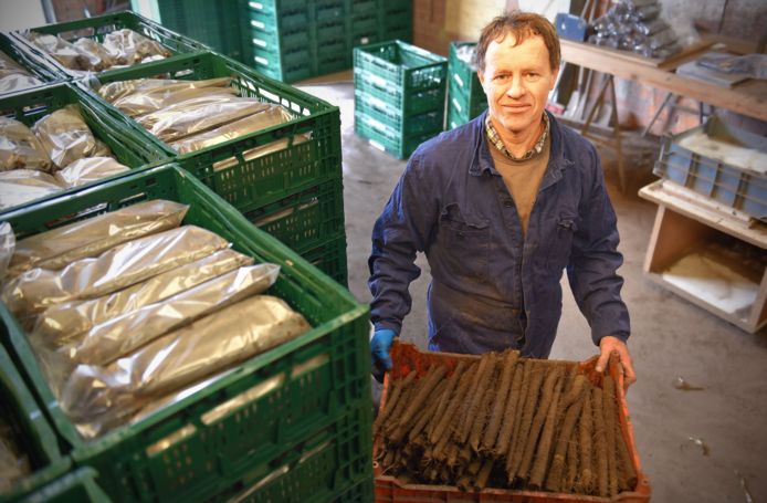 Boer Kris Vervaele is één van de weinige schorsenerentelers in België