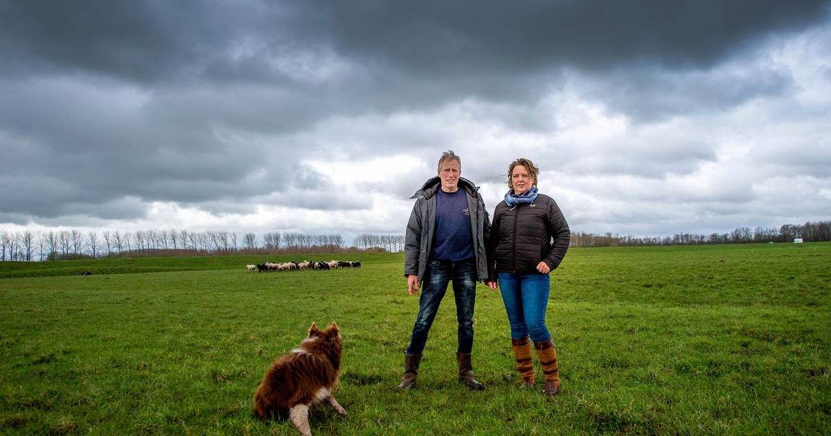 René en Melisa willen schapen laten grazen onder zonnepanelen op ‘slechtste grond van Maas en Waal’