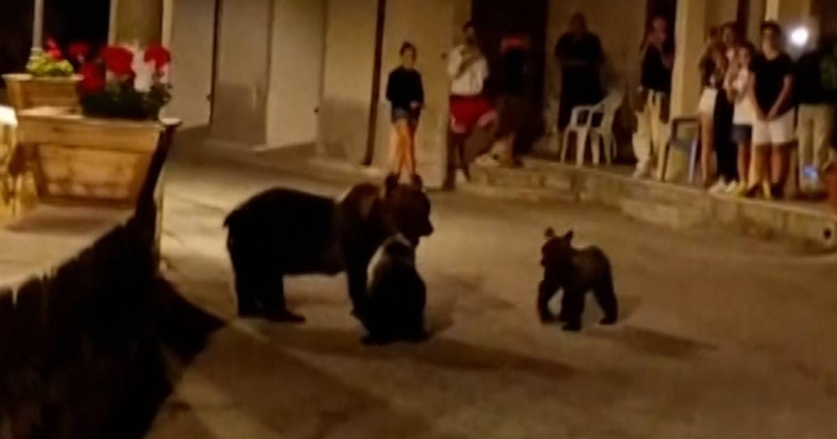 Cuccioli di orso scomparsi uccisi in Italia: ‘enorme sollievo’ |  All’estero