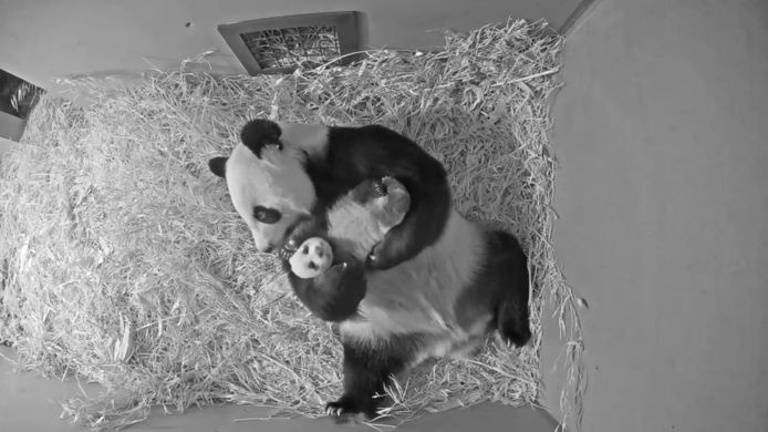 Schattige Cartoon Panda. Kleine Babypanda's, Schattige Slapende Dieren En Een Set