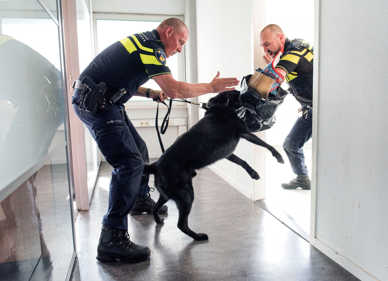 daarna vloek schuifelen Politiehond is een levend wapen' | Foto | AD.nl