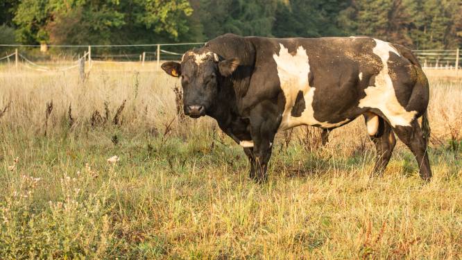 Ontsnapte stier doodt landbouwer op quad in provincie Luxemburg